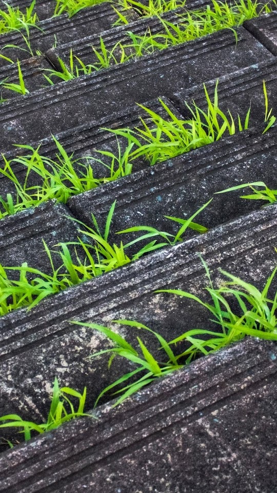 Grass In Pavement  Galaxy Note HD Wallpaper