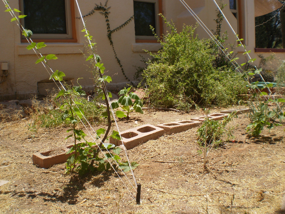 Beer Tucson Growing Hops in Tucson