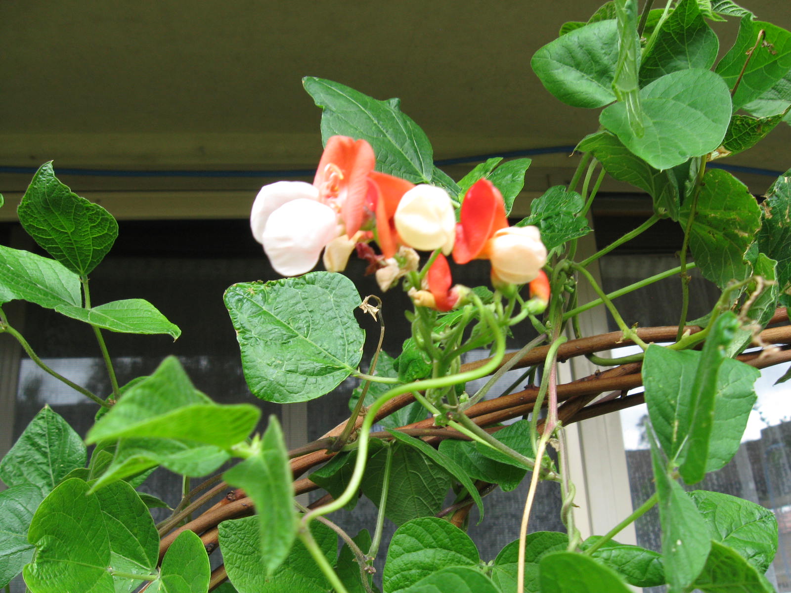 Green Beans Nutrition Facts And Health Benefits Hb Times