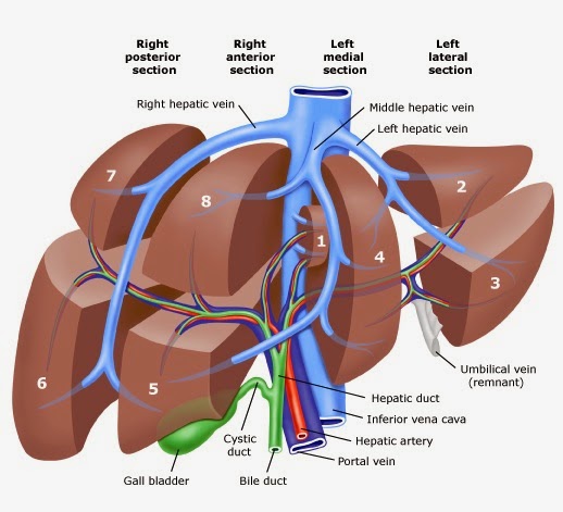 Medical Treatment Pictures for Better Understanding Liver Resection medical-treatment-pictures-for-better-understanding-liver-resection