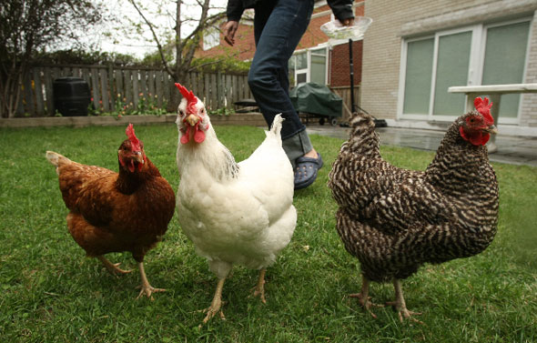 Small Farm Sustainable Living: How to Make Money with Chickens