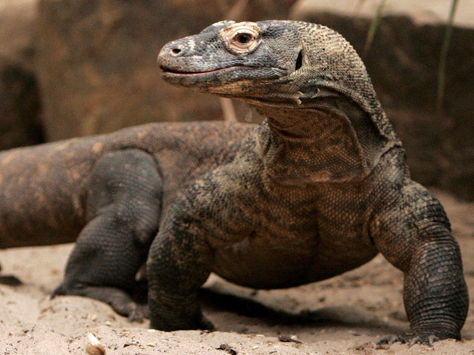 Worlds Biggest Komodo Dragon Images & Pictures - Becuo