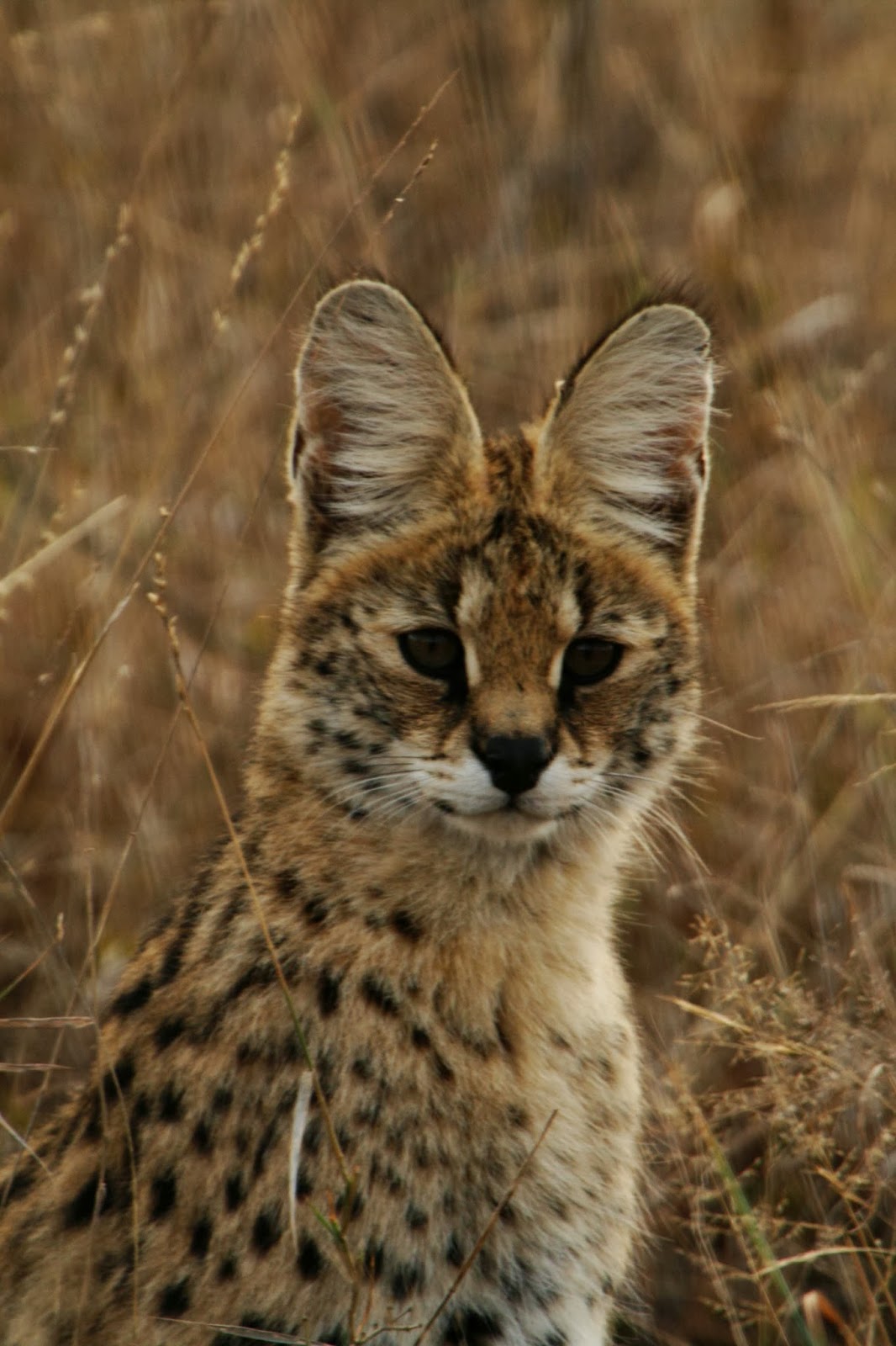 Serval Cat Enter your blog name here