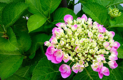 Tukang Taman surabaya Cara Merawat Bunga Panca Warna (Hydrangea)