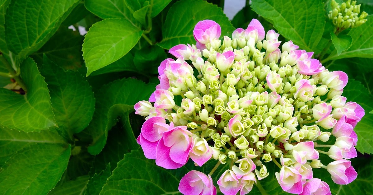 Maksud bunga hydrangea