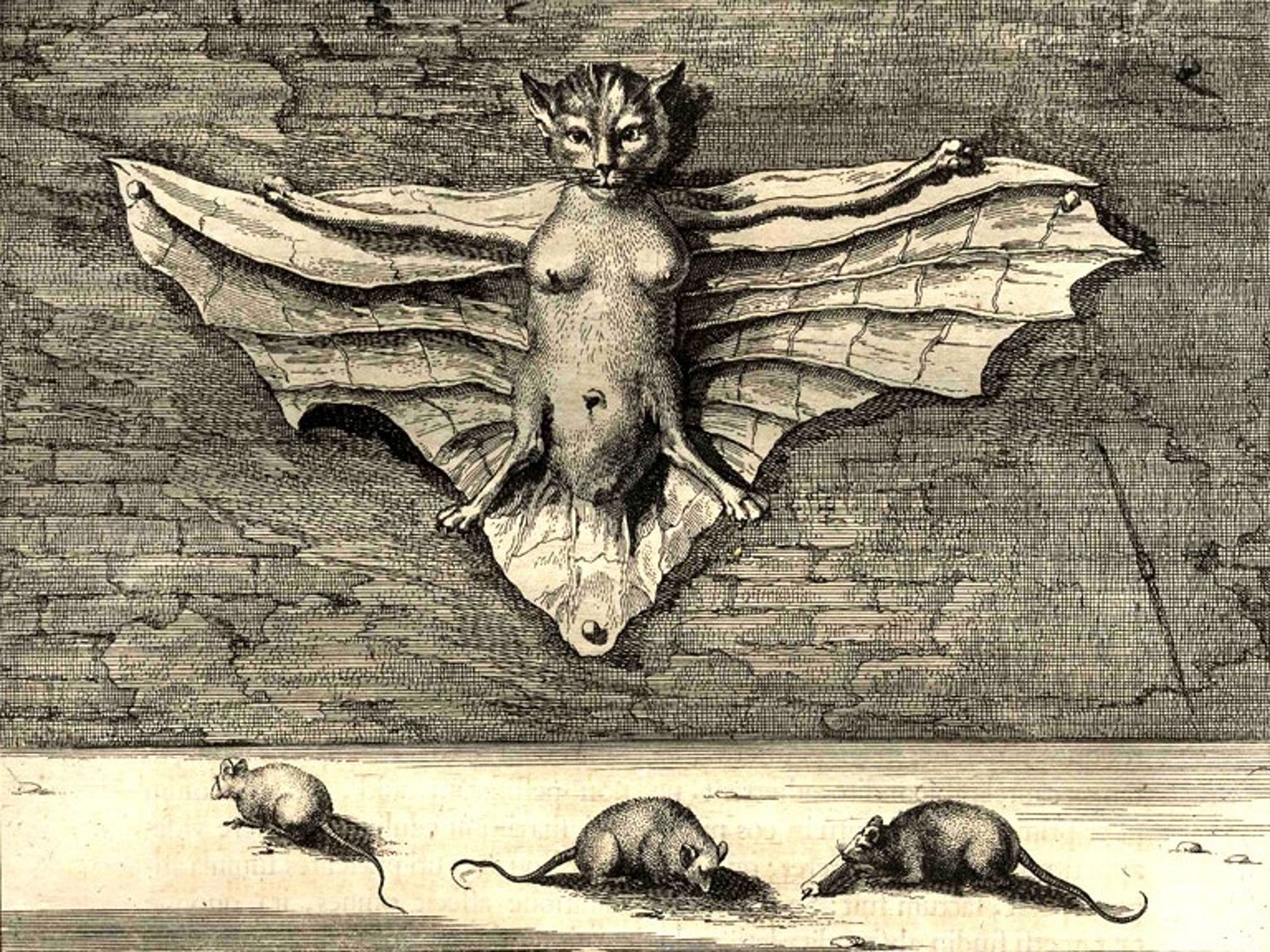 Мышь в мифологии. Средневековый Бестиарий летучая мышь. Атанасиус Кирхер (1601−1680) Бестиарий. Сфинкс гравюра. Атанасиус Кирхер (1601−1680).