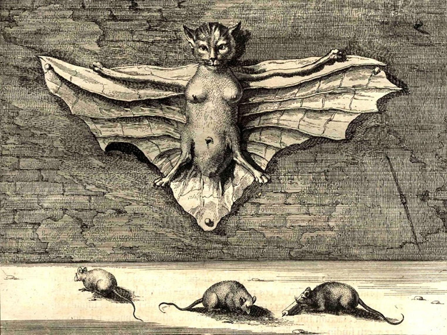 Shukernature Cats With Wings Extraordinary Things