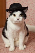 . Charlie the cat is at Wood Green animal shelter in Cambridgeshire since . (masons chaplin cat )
