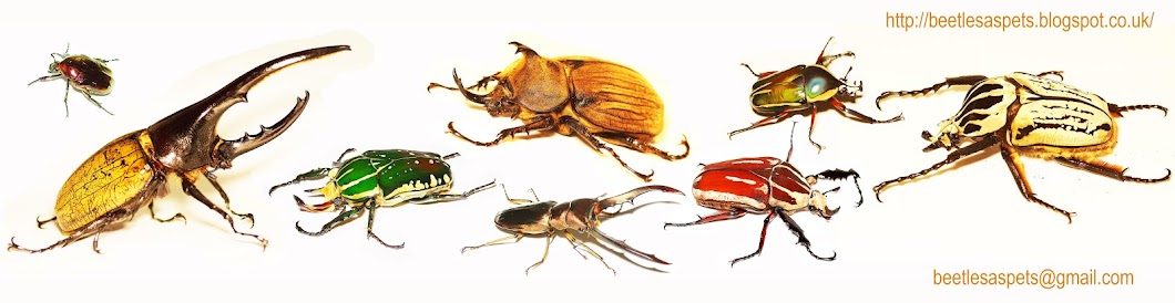 Beetles as pets