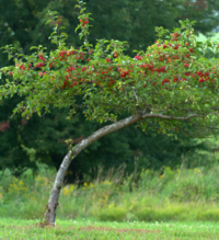 Quirt the Apple tree