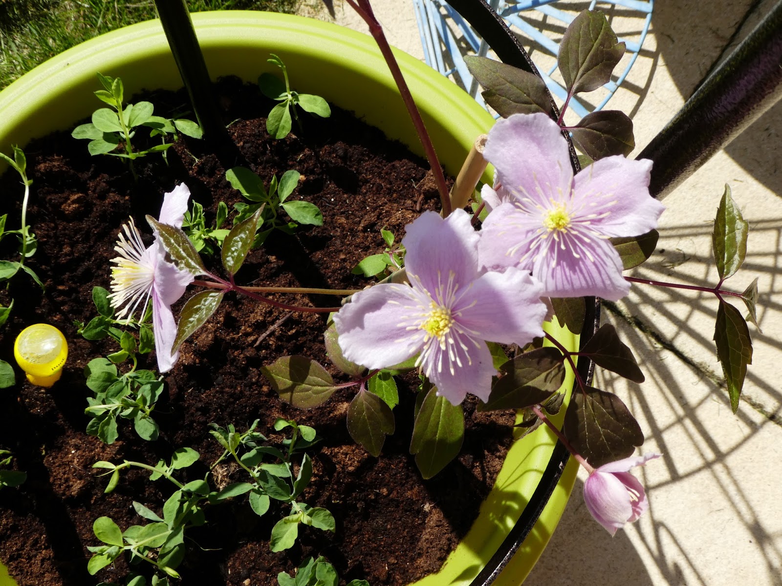 planting a clematis