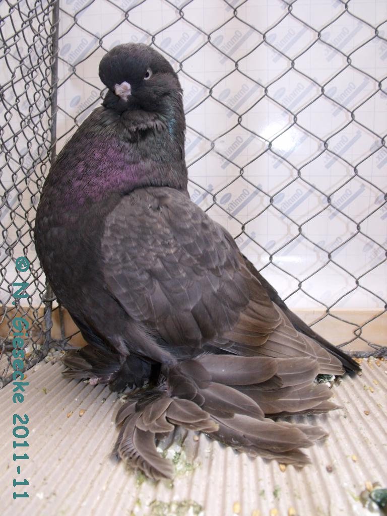 English Long Faced Tumbler muffed Pigeons fall