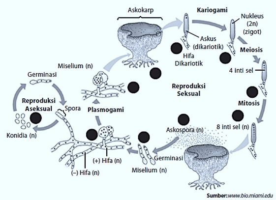 Gambar Biologi Kelas Klasifikasi Jamur  Fungi Gambar Siklus 