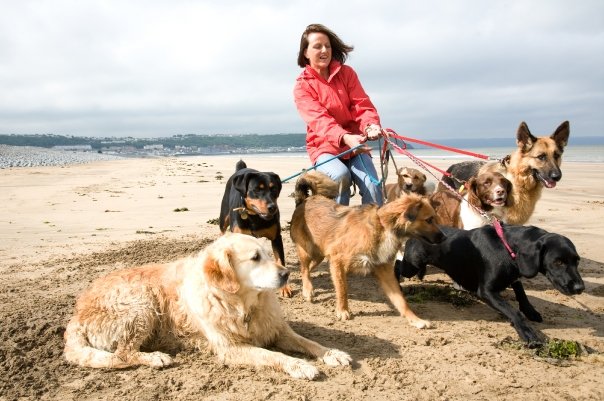 southwest gsd rescue