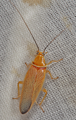 BunyipCo February 2012