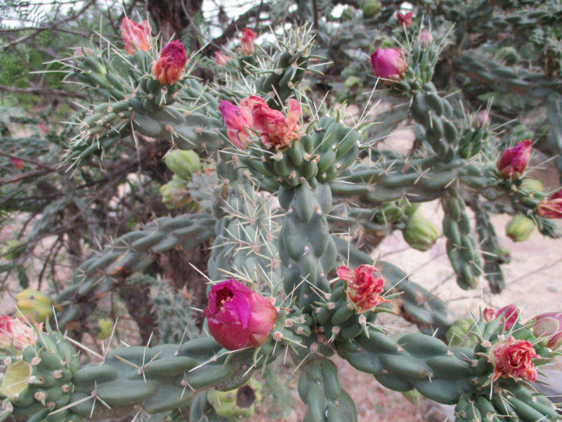 El nopal - blog 11