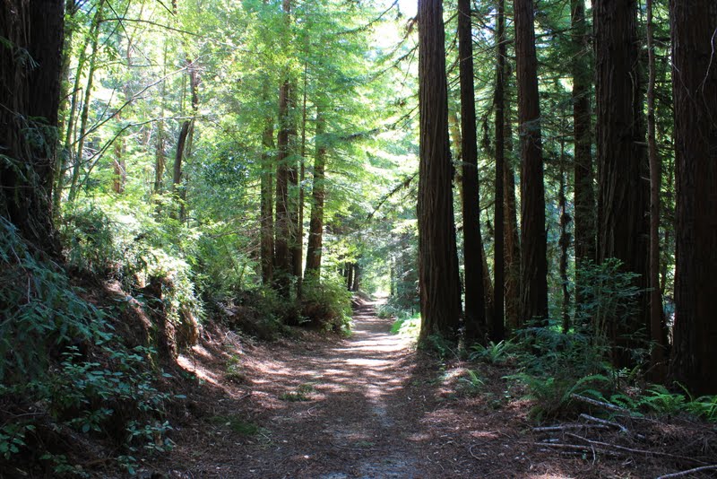 Eye On The View Portola Redwoods State Park Bridge Road