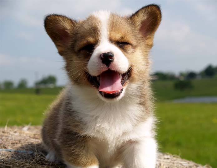 More cute dog breeds