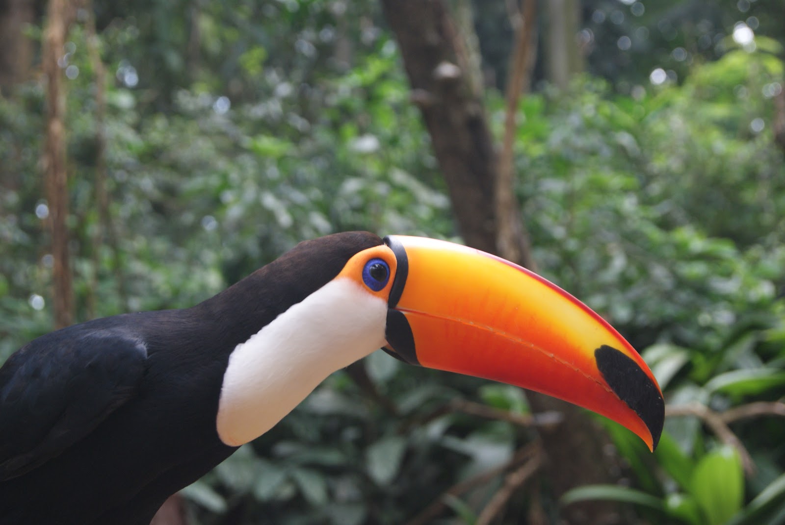 La evolución del gamusino: Aves no paseriformes