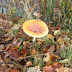 Herfst achtergrond met paddenstoel