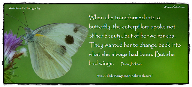 Butterfly, Thought, Quote, Daily Thought, Caterpillars, 