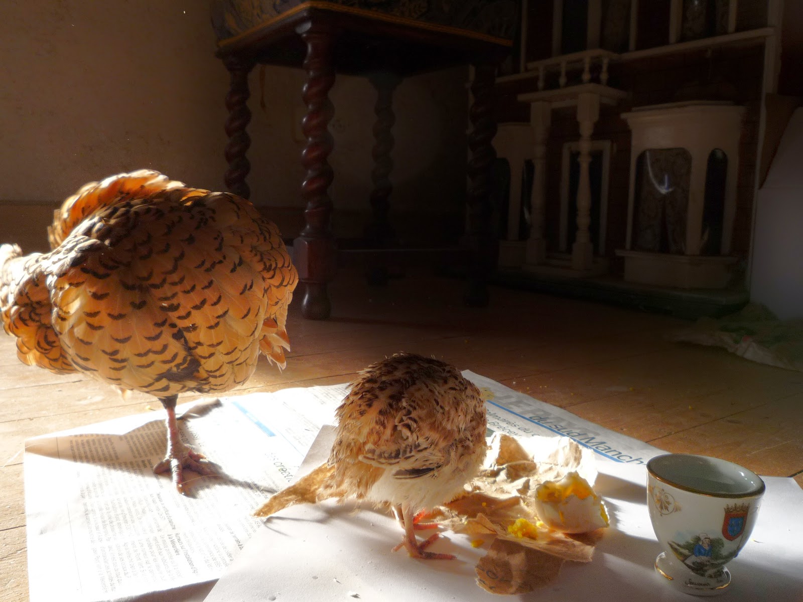 Choosing the Right Mother Hen. Hatching and Raising Quail Organically