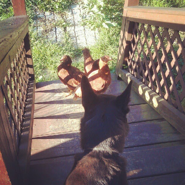Lois Lane vs Chickens Stare Down
