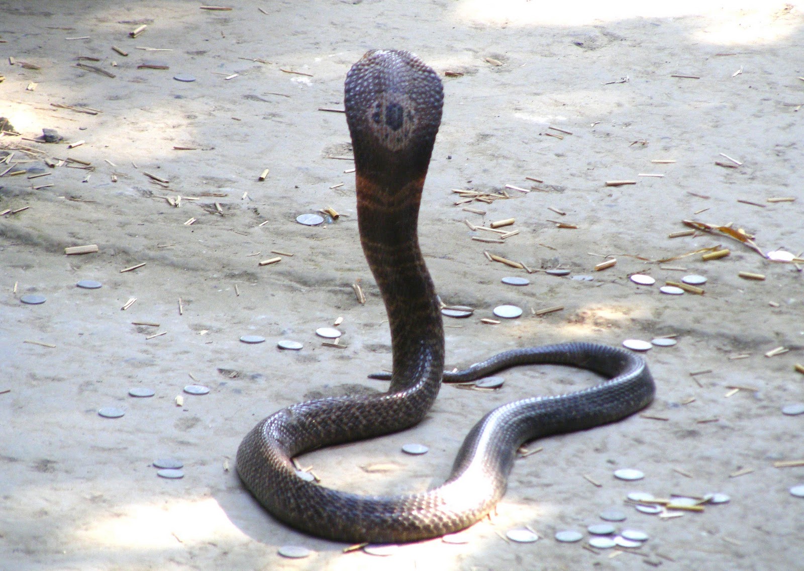 Just About Everything Snake Park Kolkata