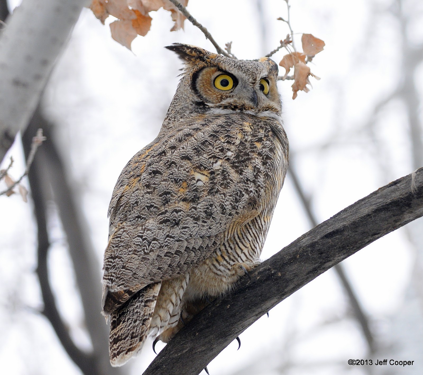 NeoVista Birds and Wildlife Great Horned Owls Heating Up In Frozen Utah