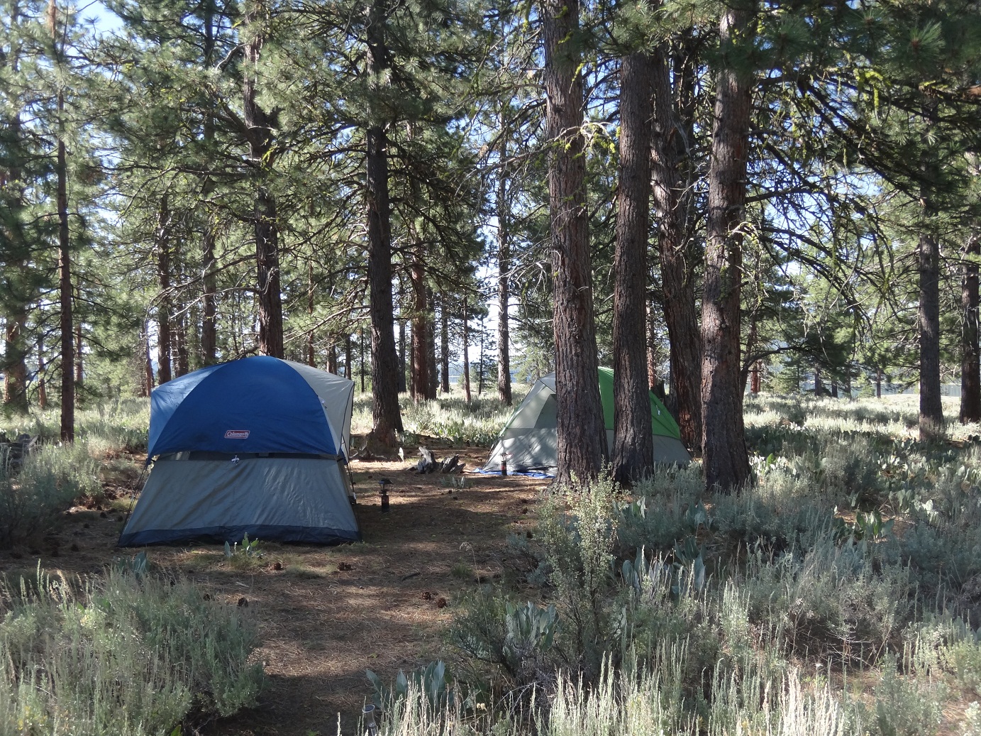 * Plumas National Forest Road Trip