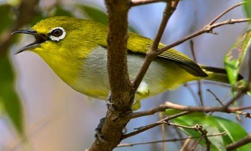 Cara Mendongkrak Pleci Agar Bersuara Keras | Kicau Burung Mania