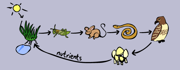 Ms María González: Food chains