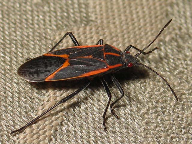 Boxelder Bug 