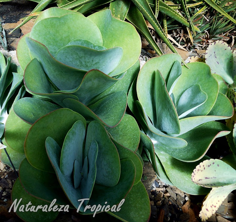 Conjunto de Caracoles de Mármol, Kalanchoe thyrsiflora
