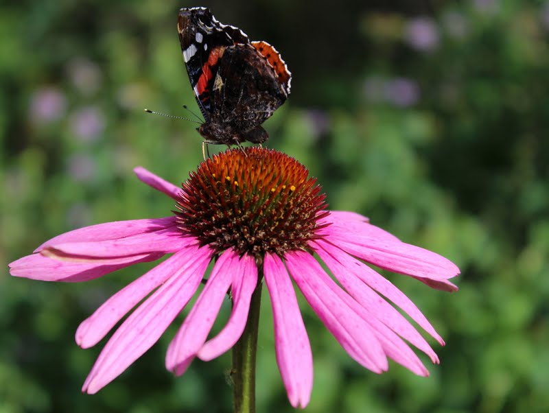 Wildes Gartenglück: Blüten im September