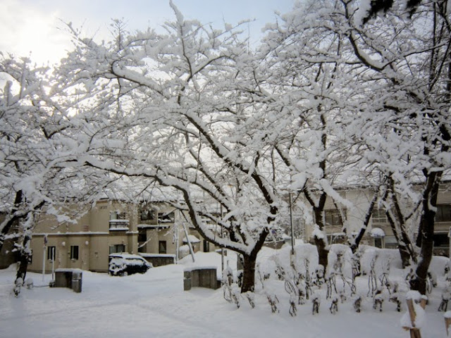 桜の木に雪
