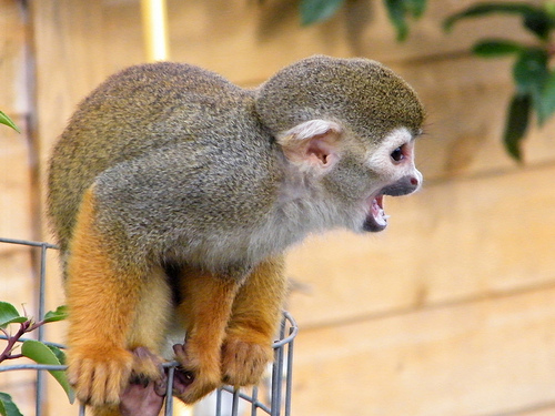 Funny Spider Monkey | Funny Animals