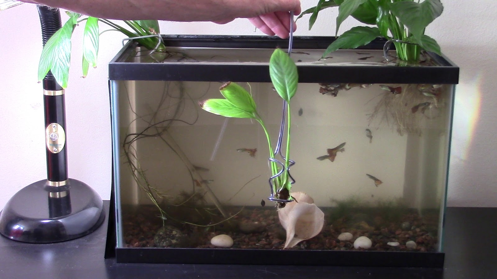 Random Bits Aquarium plant holder of wire hanger