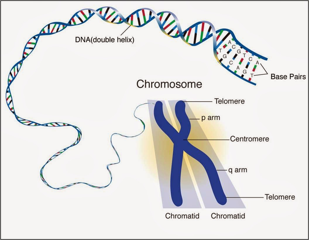 127 Chromosomes  Dna  Genes And Alleles