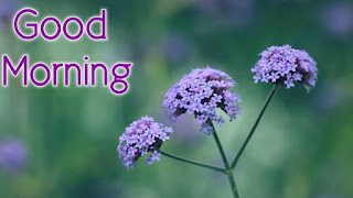 good morning good morning
