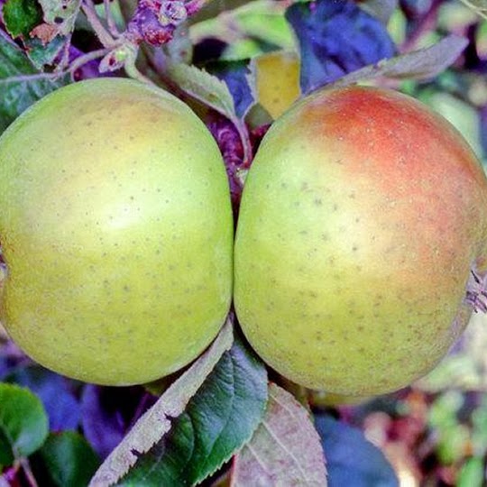 https://www.treesandplants.co.uk/products/Galloway-Pippin-Apple-Trees.html