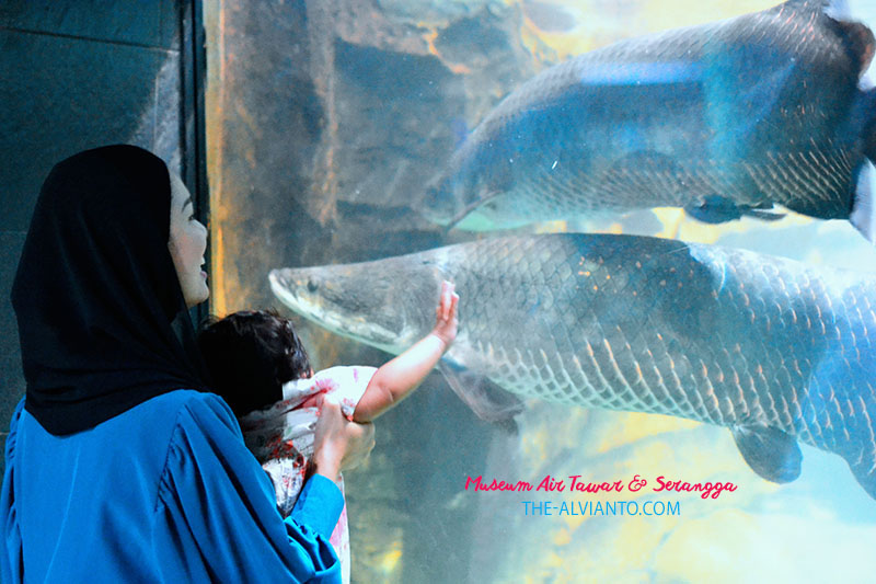 Kolam Ikan Air Tawar Tmii Tentang Kolam Kandang Ternak