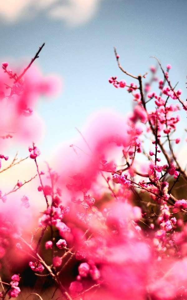 Pink Cherry Blossom Tree  Android Best Wallpaper