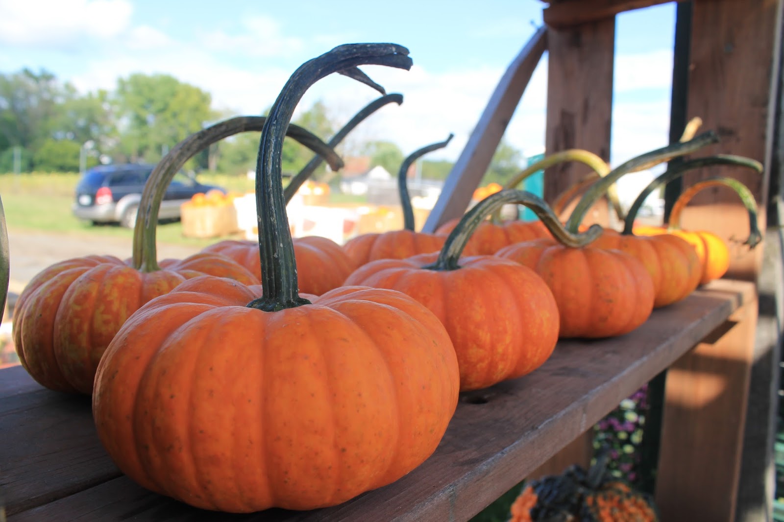 The Crunchy Leaf JackbeLittle . . . JackbeQuick?