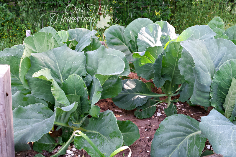 Tips on Growing Cabbage in Raised Beds Oak Hill Homestead