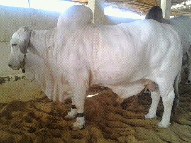 Bakra Mandi 2013,Eid ul Adha,Cow Qurbani,Camel Slaughter 