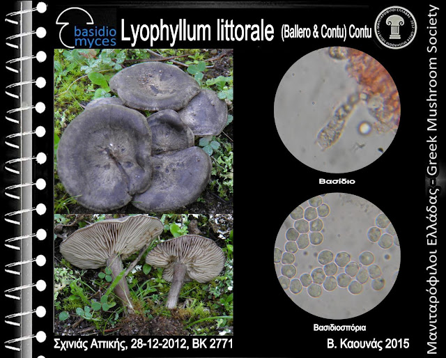 Lyophyllum littorale (Ballero & Contu) Contu