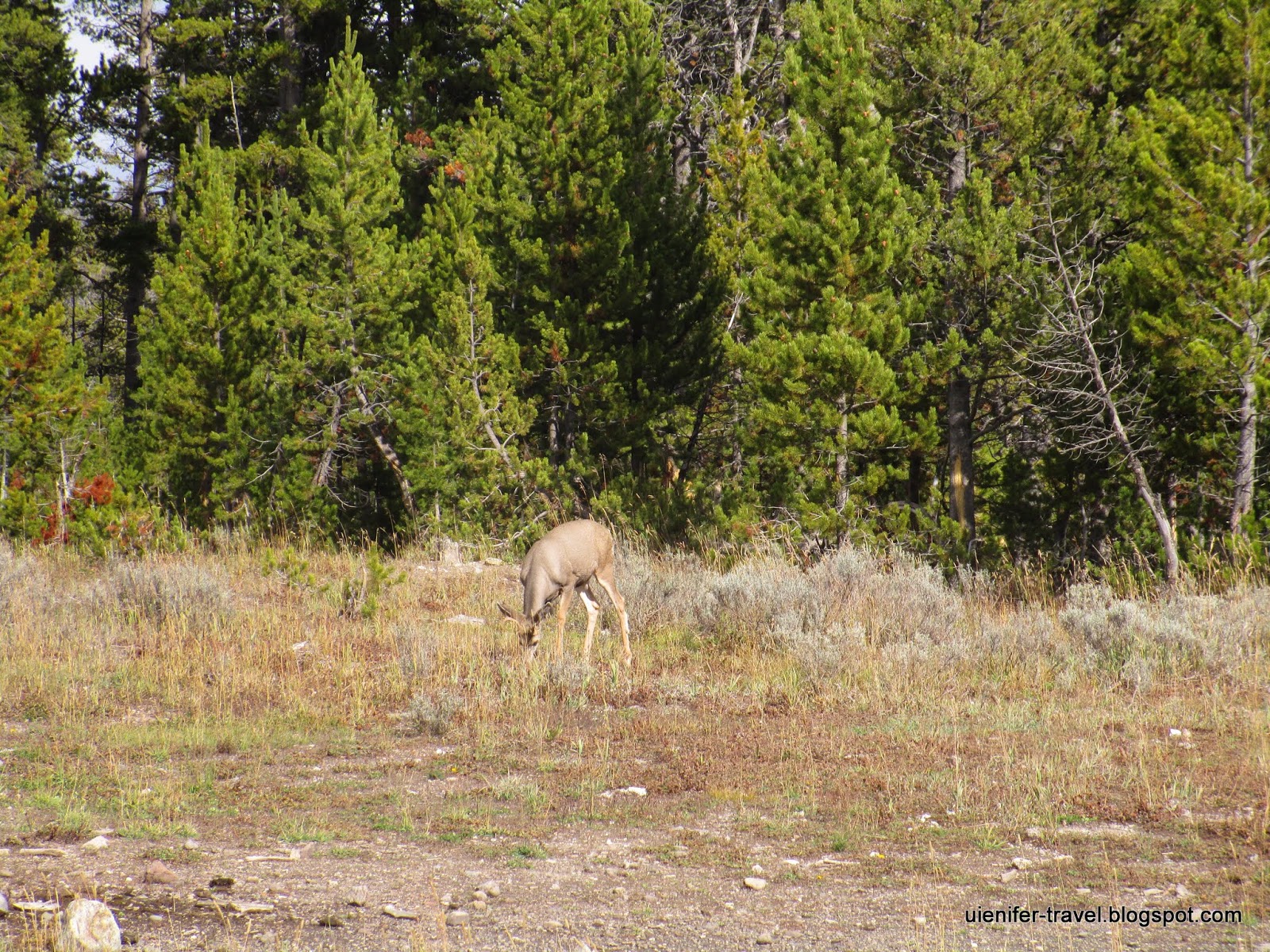 Йеллоустонский национальный парк, Вайоминг. Часть первая(Yellowstone National Park, WY)