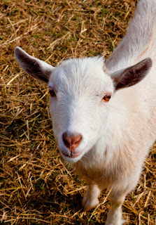 Goat, Sap Gathering Contest, Keene, New Hampshire, Stonewall Farm,