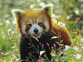 Nat Geo Adventure: red panda bear